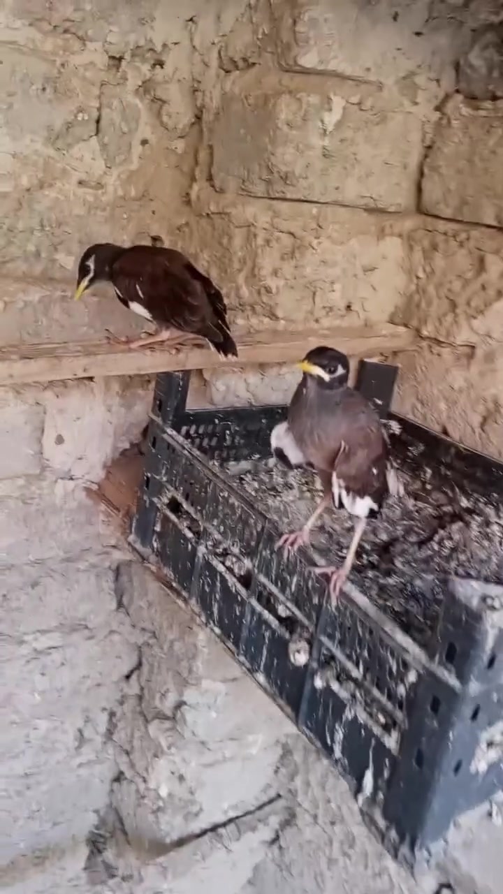 مينا اليفه سعر الوحده25 الف مكان بابل مركز المدينه ***********
