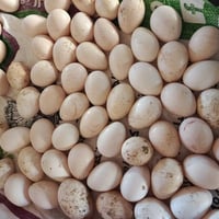 بيض • بط • توصيل للمدن