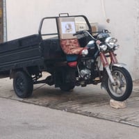 ستوته • فحل • معمره 2023