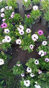 ورد الاستر السعر 500دينار للتواصل 07735401955