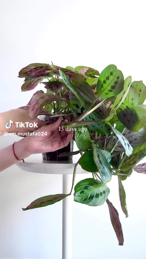 نبات المارنتا او المصلى 
متوفر داخل مشتل السجاد للنباتات الضليه 
للطلب والاستفسار خاص او واتساب ***********
***********
عنوان المشتل طوز سايدين ايمام احمد مقابل قصابه حكمت 
توصيل مجاني داخل طوز 
توصيل محافظات 6000
