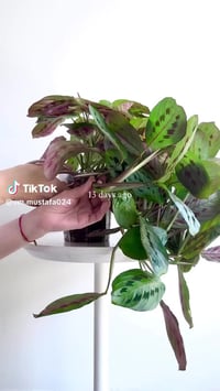 مارنتا • نبات ضليل • طوز