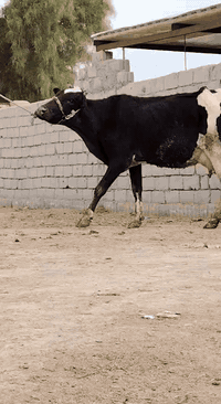 مطافيل العدد 2
السوده//وراها فحل وتحلب وكتين وام3بطن وحلابه

البكعه//وراها نثيه وتحلب وكتين ام2بطن وحلابه 

حلال نضيف ومال بيت يحلبن وكتين وامينات كلش

السعرر الوحده اب2650 مكان بابل شوملي ***********////*********** لاثير بي واتسااب
