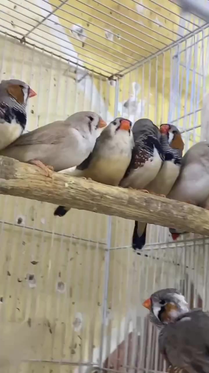 أهلًا وسهلا   بيج (معرض كربلاء لطيور الزينه)  نعتذر  - ؏ـلـَۍ   التاخر في لرد  حسابنا  فقط ترويجي اعلاني  في حال تودون الاتصال بنا او مراسلتنه على الوتساب عن طريق الرقم  *********** العنــــــــــ🫵ـــــــــوان    (كربلاء - حي العامل ) شارع المستوصف مقابل مدرسة الحرائر للبنات الشارع الواصل بين حي العامل وحي الحر رقم المعرض *********** وايضا يوجد خدمة توصيل كربلاء فقط. الكيشن https://maps.google.com/?q=32.625553,43.993286
