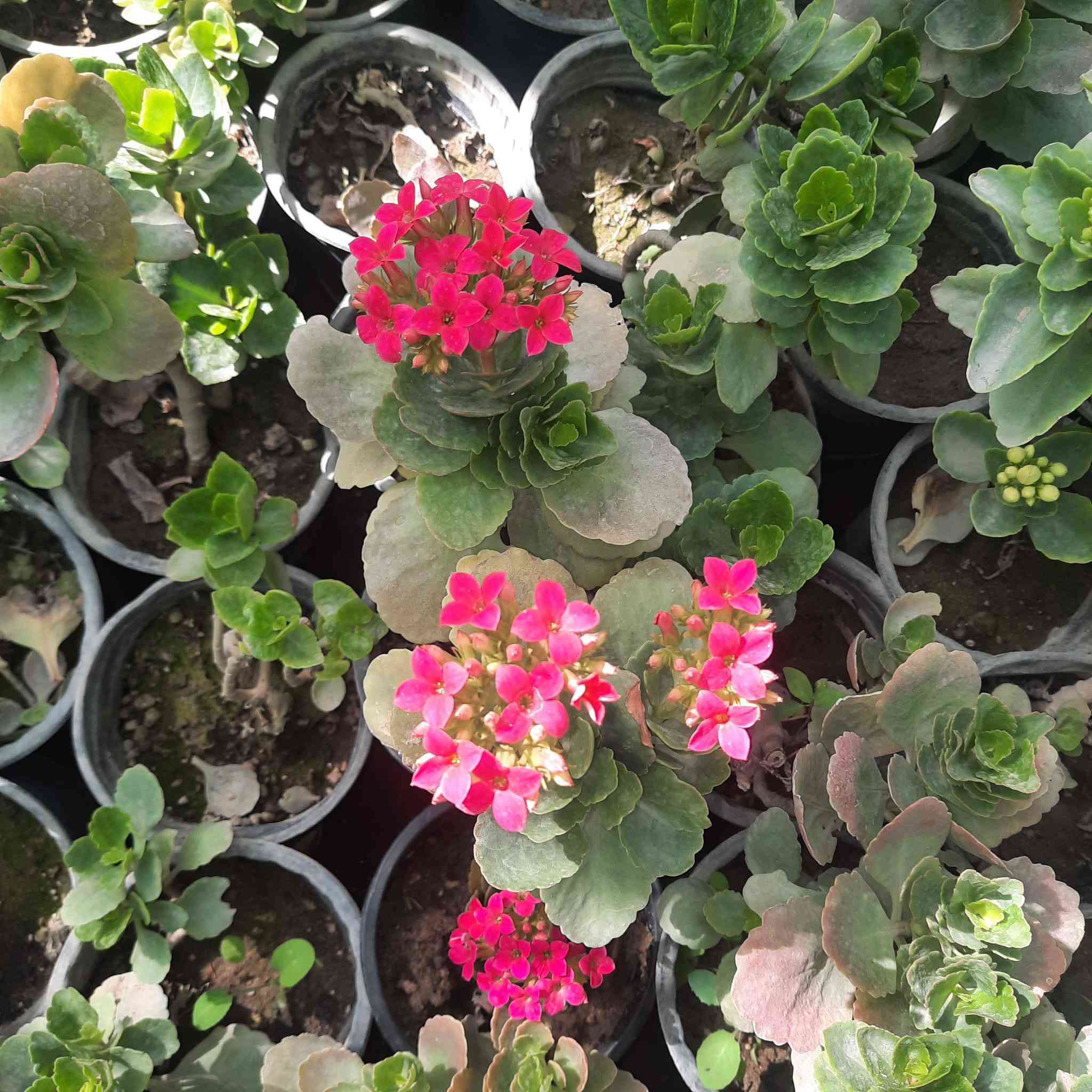 🌿 مشتل الشاهين الزراعي 🌿
وجهتكم الأولى لكل ما يخص الزراعة والحدائق في بغداد

نرحب بكم في مشتل الشاهين الزراعي حيث الخبرة والجودة وتوفير أفضل الشتلات والنباتات المناسبة لبيئة العراق، مع اهتمام خاص بالأصناف المميزة والمجربة في أجواء بغداد.

نقدم لزبائننا الكرام مجموعة كبيرة ومتنوعة من النباتات والأشجار، منها:

🌳 الأشجار المثمرة
التين بمختلف أصنافه المميزة
التوت (التكي) وأنواع نادرة ومبكرة الإنتاج
الباشن فروت
الليمون والحمضيات
أشجار فاكهة نادرة ومميزة

🌸 نباتات الزينة والحدائق
الورد الجوري وأنواع الورود المختلفة
الياسمين
نباتات التسلق والظل
نباتات الزينة الداخلية والخارجية

🌱 الشتلات الزراعية المتنوعة
شتلات فاكهة
شتلات زينة
أشجار ظل
نباتات نادرة ومميزة

🍯 منتجات إضافية متوفرة في المشتل
عسل طبيعي
أسمدة عضوية وكيميائية
مستلزمات الزراعة والحدائق

نحرص في مشتل الشاهين الزراعي على اختيار أفضل الأصناف المجربة في العراق والتي تتحمل الأجواء الحارة وتعطي إنتاجية عالية، مع تقديم النصائح الزراعية للزبائن لضمان نجاح الزراعة في الحدائق والمزارع.
وتشهد المشاتل عادة نشاطاً كبيراً في مواسم الربيع بسبب زيادة الطلب على الشتلات والأشجار المثمرة والزهور. 

📍 فروعنا في بغداد

📍 الفرع الأول
بغداد – الدورة
الشارع المقابل لعلوه الرشيد
قرب شركة دجلة للمشروبات الغازية
خلف منطقة أبو دشير
📞 ***********

📍 الفرع الثاني
بغداد – أبو غريب
خلف بانزين خانه جوهرة العدنان
📞 ***********

🌿 مشتل الشاهين الزراعي
خبرة في الزراعة… وجودة في الشتلات… وخدمة لكل محب للزراعة.

أهلاً وسهلاً بكم 🌱
