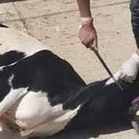 لي محتاج كصاب بل ضباط ينتصل وبي خير وتدلل ٠٧٧١٣٣٧٧٦٨٤ واتساب ٠٧٧٨٢٢٣٥٩...