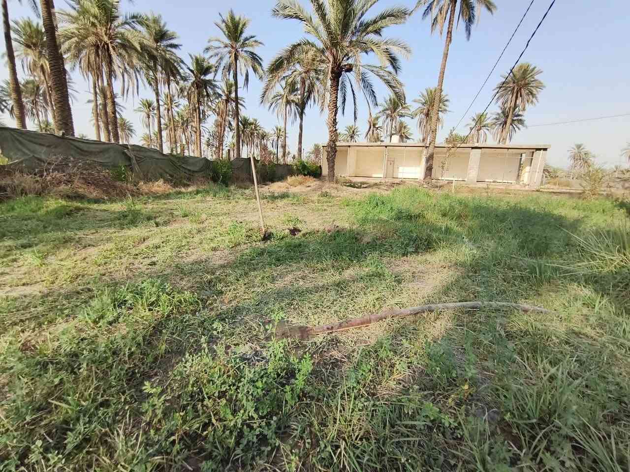 🌿 #عرض_راقي_للبيع في كربلاء 🌿
فرصة مميزة لعشّاق الهدوء والطبيعة 🍃
طابو زراعي سند 25 باسم شخص📍الموقع: كربلاء – منطقة الجذار                         
        (قريب منطقة شط الله)
🏡 المساحة: دونمين إلّا 400 متر
🚪 الواجهة: 15 متر بالبداية
     وانوب تعرض لحد ٤٥ متر تقريباً
🌴 المواصفات:
تحتوي الأرض على أشجار مثمرة (نخيل – برتقال – رمان – وسدر)
أكثر من 50 نخلة حمال
منطقة سكنية وهادئة جداً
جميع الخدمات متوفّرة: 
💧 ماء أساله – 💡 كهرباء 
💦 ماء سقي
✨ تصلح للسكن أو الاستثمار أو مكان استراحة خاص
📞 للاستفسار:
***********☎
***********☎
موقع الأرض
