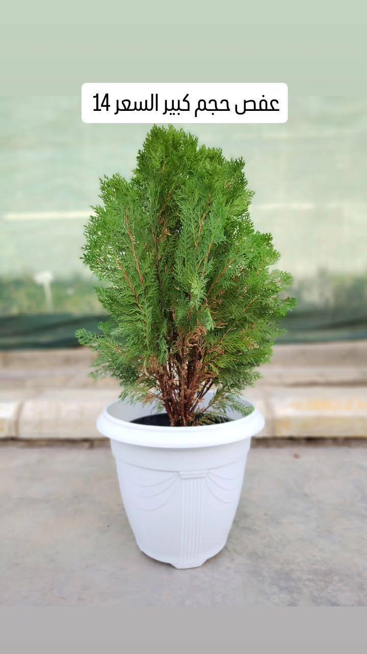 ✨ عروض رأس السنة في مشتل الأميال ✨
استقبلوا العام الجديد بأجواء خضراء ولمسة جمال 🌿
تخفيضات مميزة لفترة محدودة تشمل:
🌱 النباتات الظليّة
☀️ النباتات الشمسيّة
🏺 التحفيات والسنادين
🫙 الدوارق بمختلف الأنواع
📍 العنوان: مشتل الأميال – مغربة
مقابل حي المعلمين الجديد، مجاور شرطة K9
📞 للاستفسار: ***********
🎉 لا تفوّتوا الفرصة… جمال الطبيعة بأسعار رأس السنة 🎉
