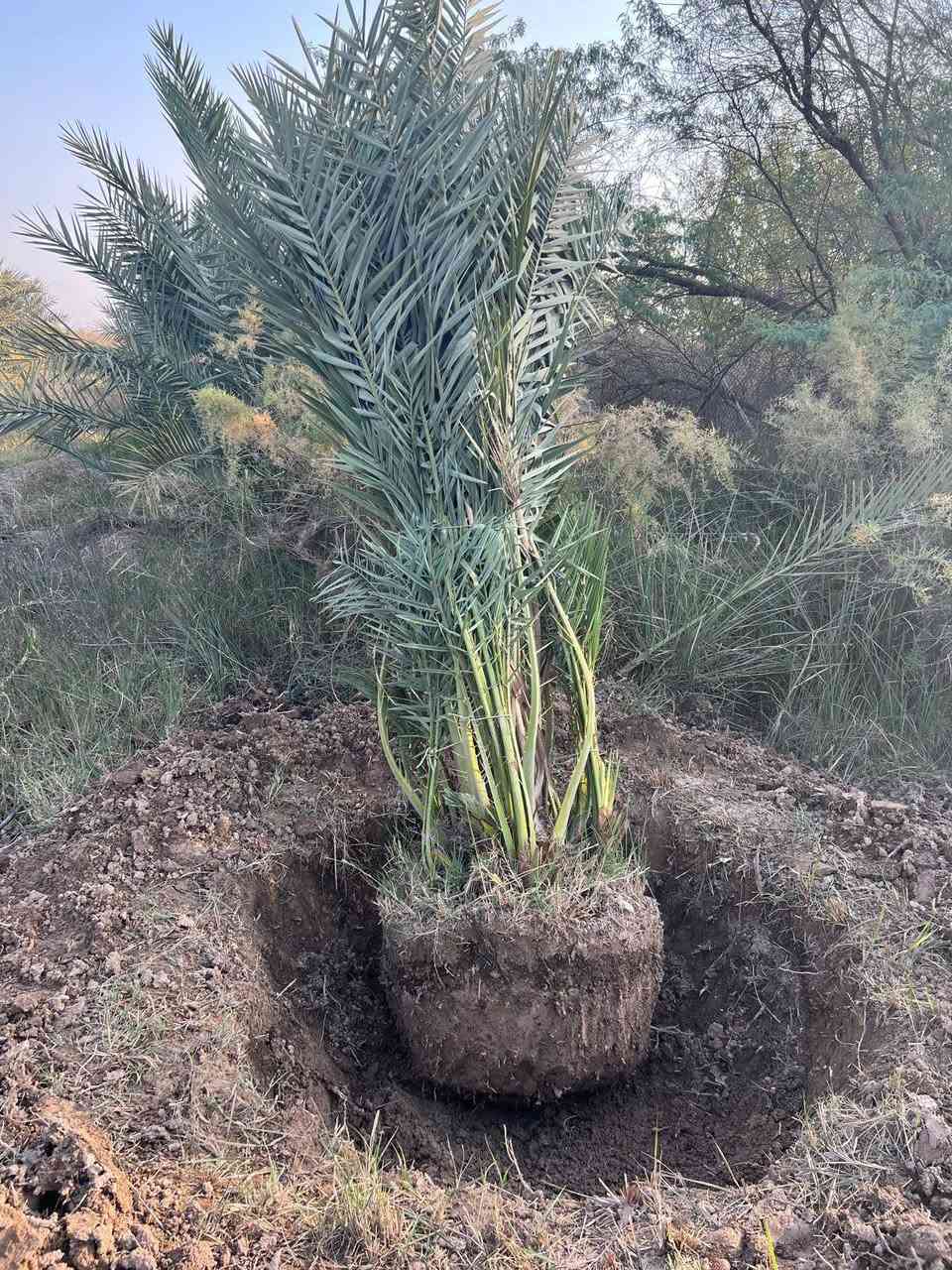 السلام عليكم
تتوفر لدينا نخيل امهات صنف برحي للبيع
من يرغب بالشراء الاتصال على الرقم ‏‪+964 783 499 4275‬‏
البصرة  السيبة


**إذا كنت صاحب هذا الإعلان وتريد حذفه لأي سبب، رجاءا أرسل رسالة إلى الدعم الفني**