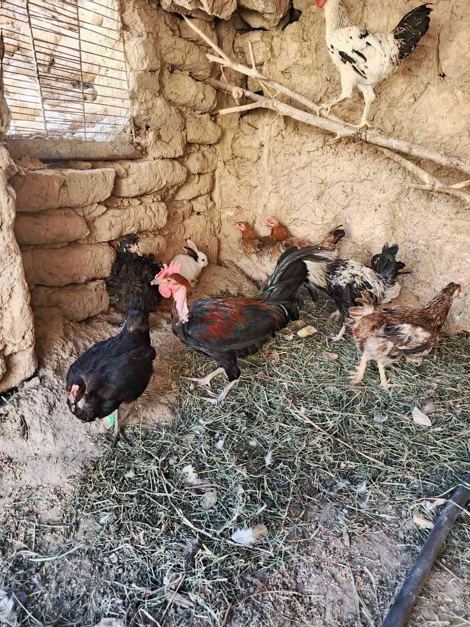 للبيع ديوكه ودجاج عرب نصاح وبياض ونظيف زوج 25 شلع بي مجال مكاني بروانه
***********
