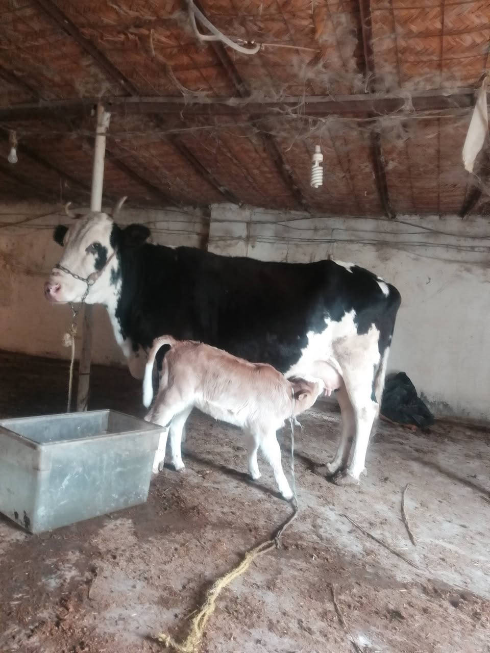 يالله سلام عليكم اخوان هايشه سمتال مطفله وره بجر سمتال دابه خشنه صاحبه ضرع وماعون وينهم عشاق النوادي مكفوله من كلشي دابه عملاقة شرط الجني وبيته شرط سمتال ثالث بطن المكان بغداد التاجي الخاص مفتوح رقم الهاتف ***********. الشراي بي خير ويدلل
