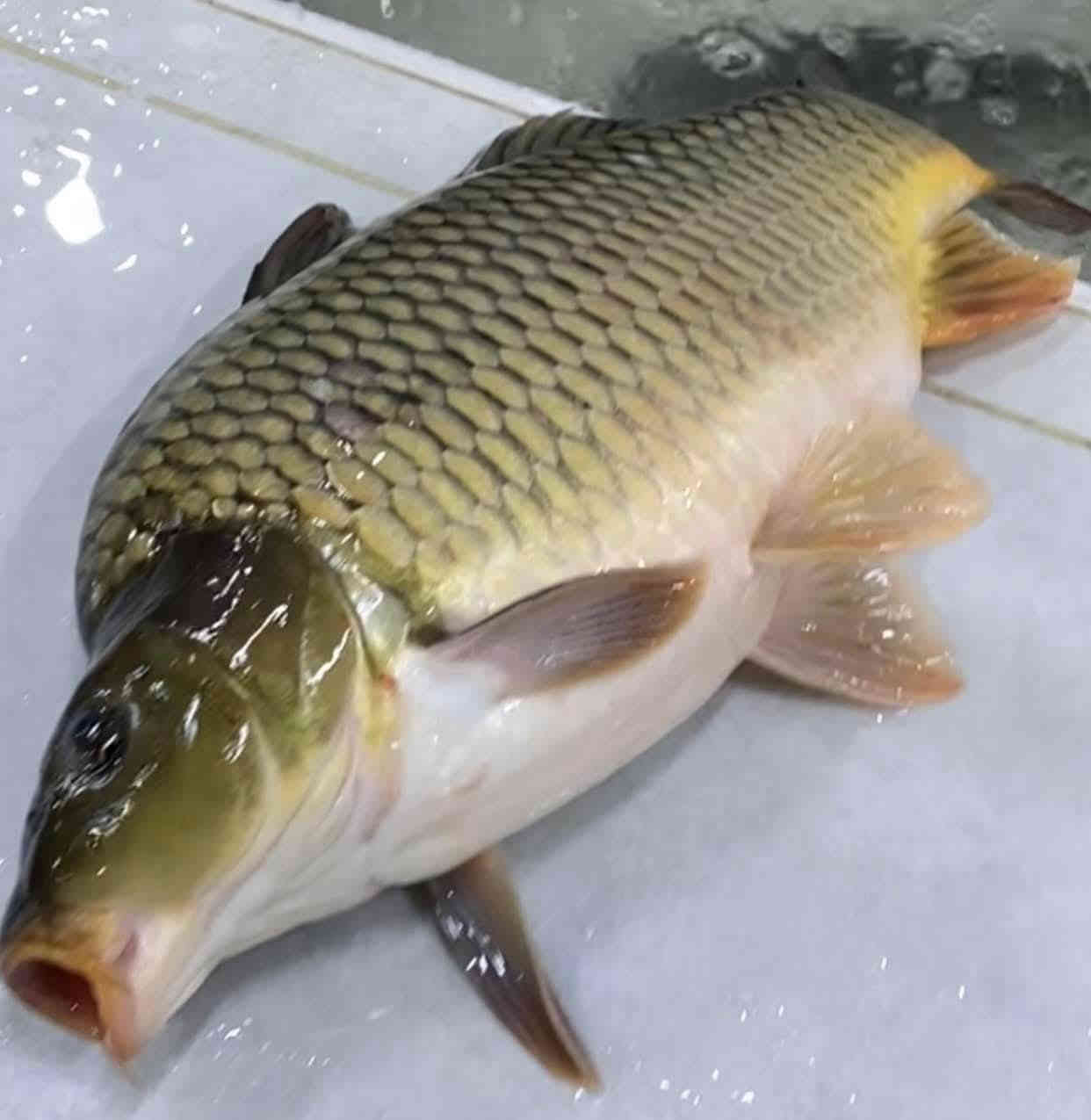 أرضا الزبون هدفنا عل.  خشن🔥   سمك.  🐟 اي وزن موجود سعر 5500🔥🩵                                                            🔴دجاج كلوين ونص 😱7  عرض      7كلوات افخاذ 30 لف                                🔴صدر مسحب 6500                                                                                                🔴 صدر  بعضم 4500                                                                                                    🔴  أفخاذ 4500                     🔥🐔.   كلة فرش  🩵  🔥                                                                        🔴اكباد 3500                     ..
‏ 💪  متوفر توصيل داخل الكوت 💪،🛵 ***********.                                    عنواني كوت شهداء شارع معمل المرور قرب حسينيت قمر بني هاشم.   مقابل مؤسست العين
