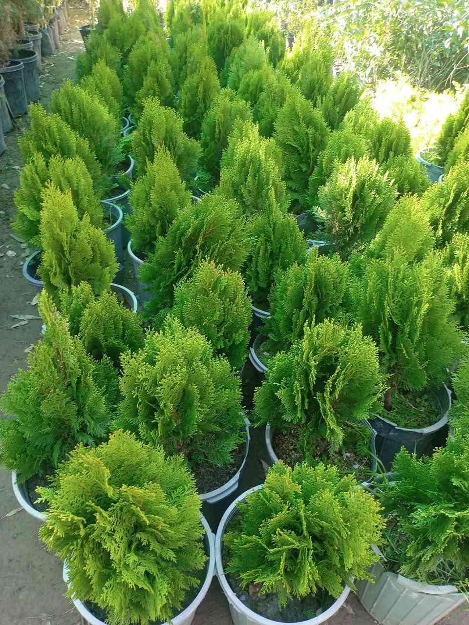 تم وصول وجبه جديده من الاشجار الموسميه والدائمبه والثيل وبأنسب الاسعار مع توفر خدمة تول مجاني داخل ال بدير


**إذا كنت صاحب هذا الإعلان وتريد حذفه لأي سبب، رجاءا أرسل رسالة إلى الدعم الفني**