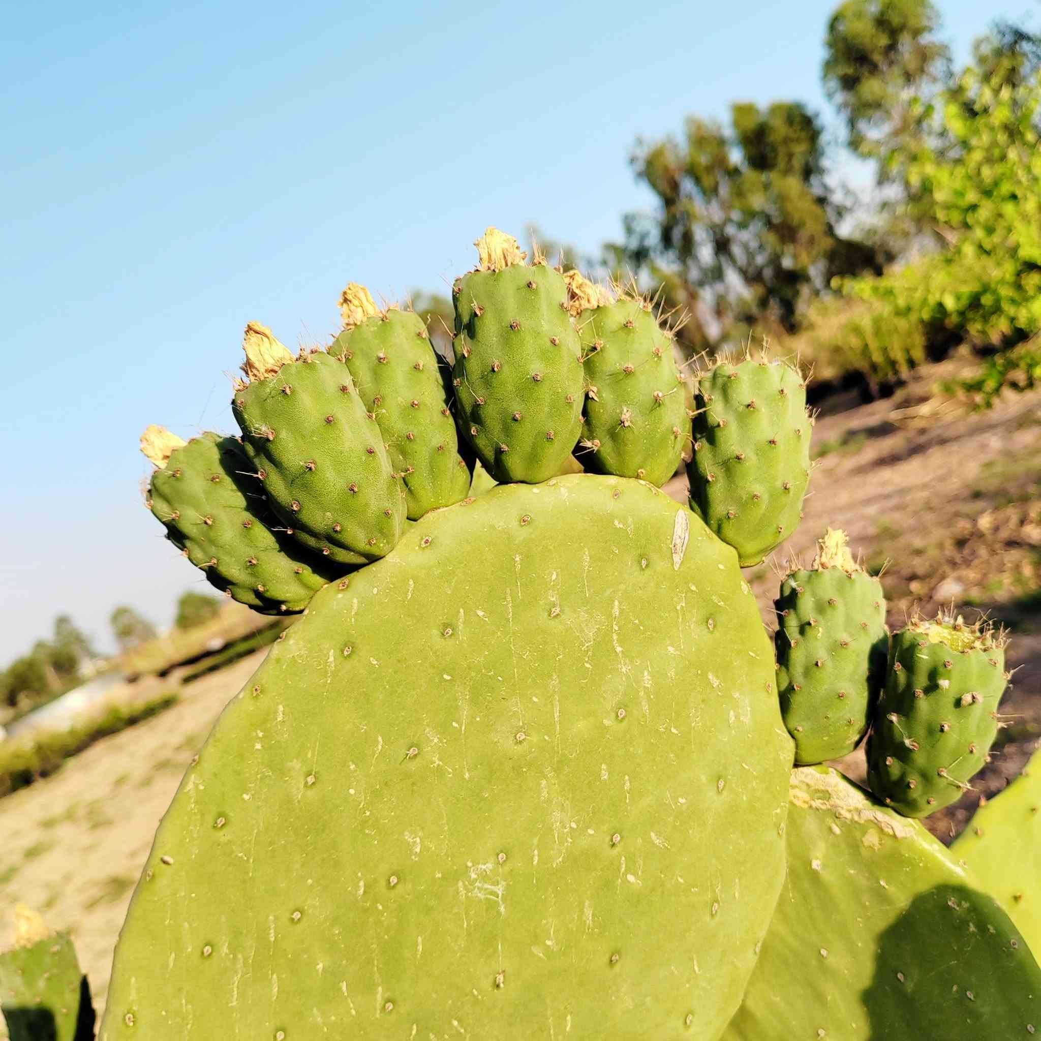 کفوف وشتلات  صبار التین الشوکي 

الکف الف دینار فقط 

عنوان المشتل دیالی/اللگمانیه /مقابیل محطه بانزین عین الشمس 
***********
