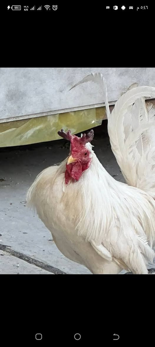 متاح
ديج كويتي للبيع شرط الصحه


**إذا كنت صاحب هذا الإعلان وتريد حذفه لأي سبب، رجاءا أرسل رسالة إلى الدعم الفني**