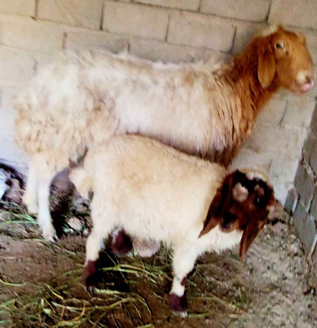 ب350 🔥مطفل وراه ذكر يرهمن جني وكصابه مكان الشطره ***********
