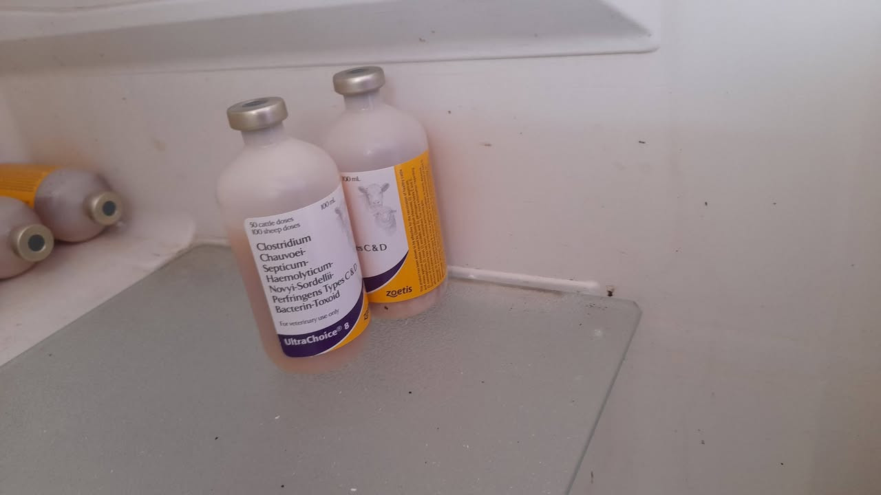 🔹 عيادة قدس البيطرية 🔹
نعلن عن توفر أحدث اللقاحات والخدمات البيطرية المتكاملة 🐑🐄
✅ توفر لقاح كو بغداد
✅ توفر لقاح جدري الأغنام
✅ توفر لقاح الحمى القلاعية
✅ فحص الحمل بالسونار (جهاز حديث ودقة عالية)
✅ برنامج وقائي متكامل للأغنام من الولادة (الفتايل) لحد الإنتاج
✅ متابعة صحية كاملة للقطيع بإشراف مباشر
📌 نلتزم ببرنامج تحصين وتنظيم قطيع حسب الحالة
📌 خدمة ميدانية — نجيك لحد باب البيت 🚗
للحجز والاستفسار يرجى مراسلتنا على الخاص 📩
عيادة قدس البيطرية — ثقتكم مسؤوليتنا
د.محمد حامد / ***********
