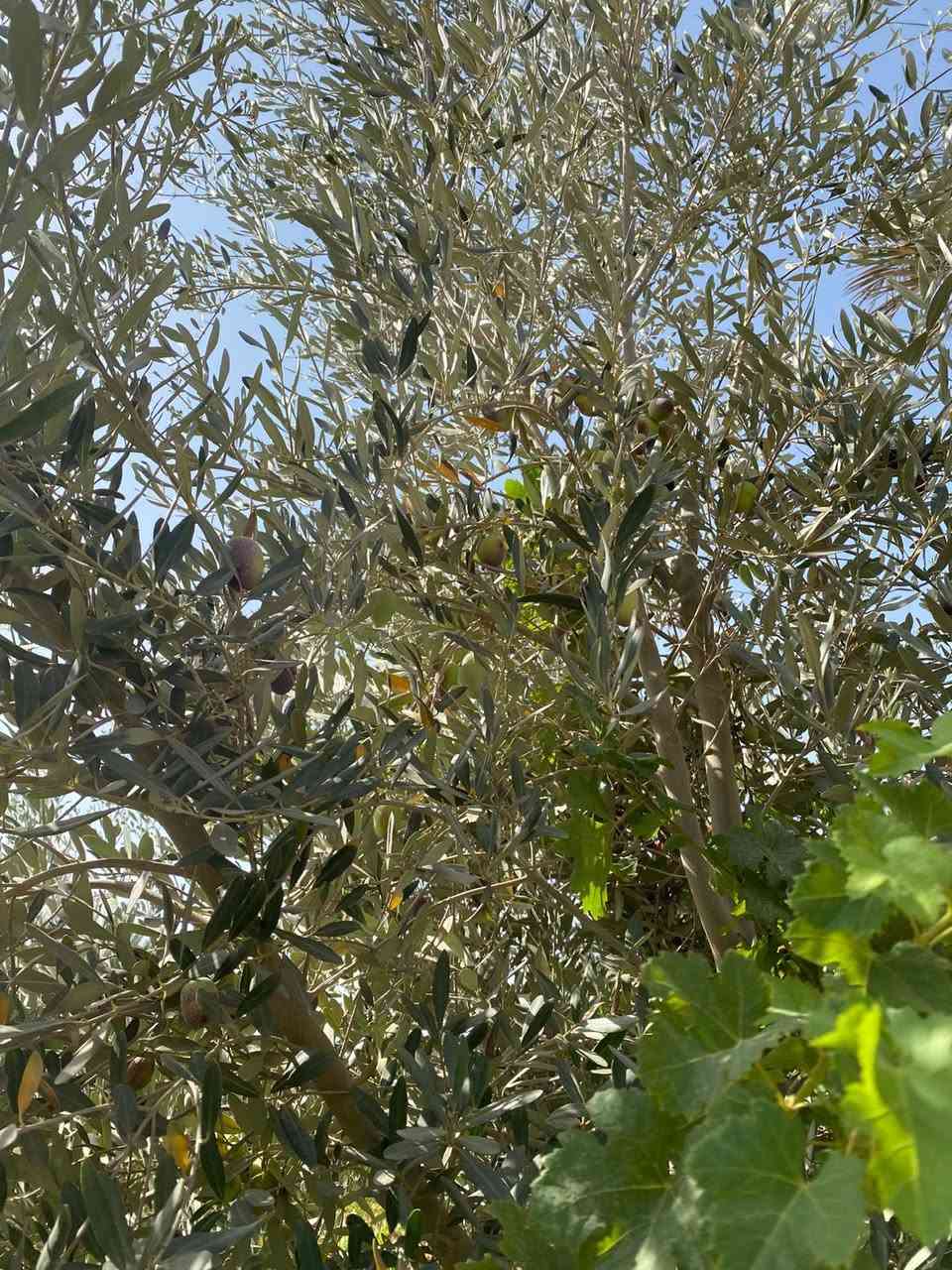 بستان ٣،دونم  طابو زراعي سند ٢٥ مغروسه انواع الفواكه ( تين ،عنب ،تفاح ،نخيل ) فيها بئر ماء صالح للشرب و منظومة سقي 
كافة الخدمات متوفره ماء وكهرباء 
تباع كلها او دونم واحد او نص دونم
للاستفسار الاتصال على الرقم التالي 
***********
