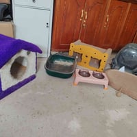 غراض قطط • مشط كامل • الزعفرانيه دور الصحه