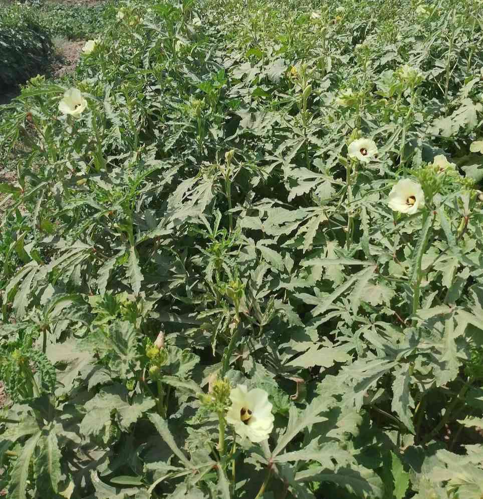 سلام عليكم بذور الهلوبه درجه. اولى شرط متعهد بموسم كامل نوعيه ممتازه


**إذا كنت صاحب هذا الإعلان وتريد حذفه لأي سبب، رجاءا أرسل رسالة إلى الدعم الفني**