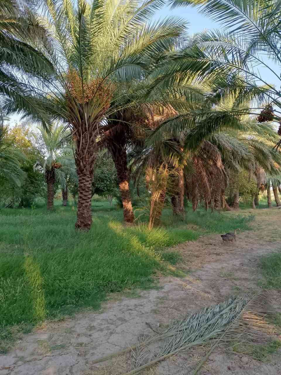 سلام عليكم بستان 5 دونم للبيع بقضاء رفاعي قرب ناظم رقم اربعه للاستفسار علخاص او الرقم ***********
