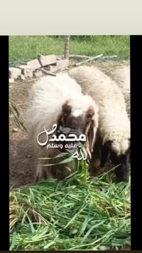 اللهم صل على محمد وال محمد متاح حلال للبيع العدد 5 وحده مطفل 4 اشهر اش...