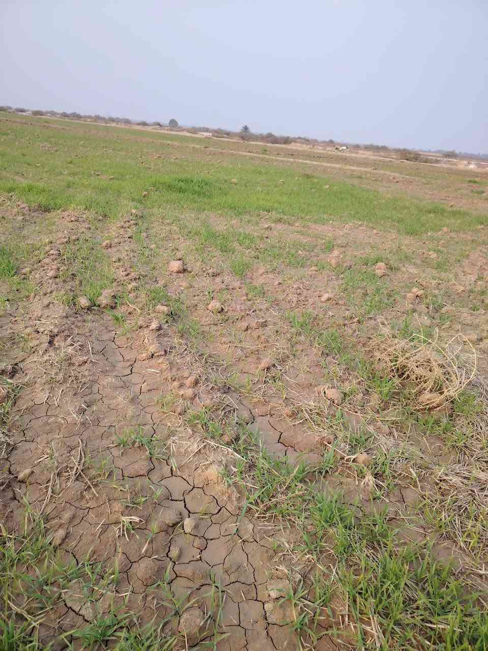 ارض طابو زراعي سند 25
محافظة بابل خلف جامعه بابل 
تبعد عن الجامعه ثلاث كيلو متر
المساحه 4 دوانم ونص 
تبعد عن التبليط 200 متر
التفاصيل *********** واتساب
