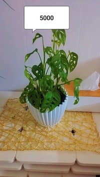 ديكور منزل • حديقة • تیراوە شارع 60