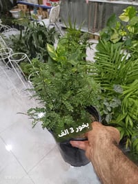 نباتات شمسية • نباتات خارجية • نباتات زينة • أشجار للحديقة • مشتل الرم...