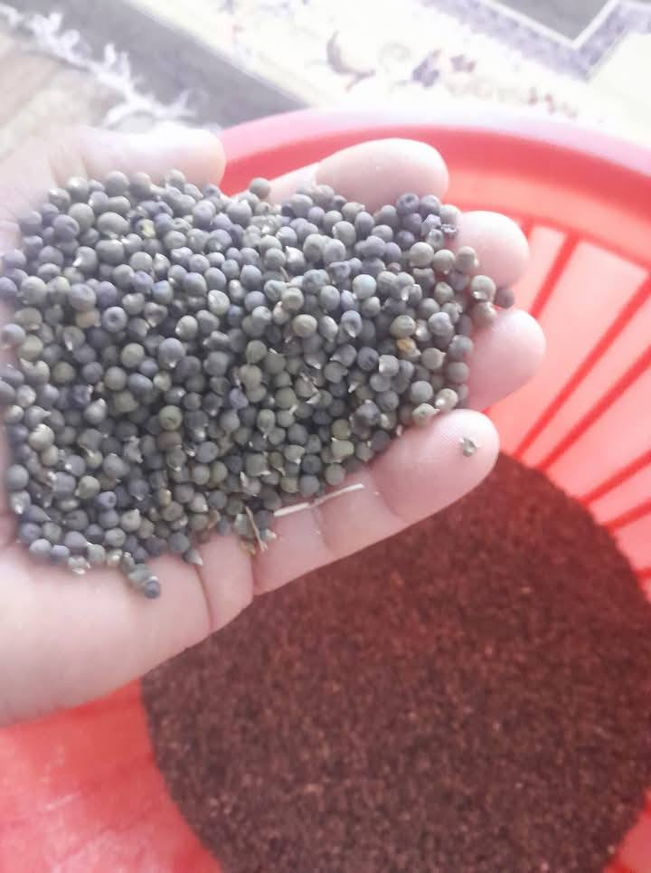 يوجد لدينا بذور بانيا فرنسيه بنت القوطيه الربعينيه؛   نتاجيه خير من الله  وخيار طرحي سباني متعهد *********** تريد ستندر شركه تريد بزاره امانت الله  مضبوط ولوبيه يطالي ستندر شركه
