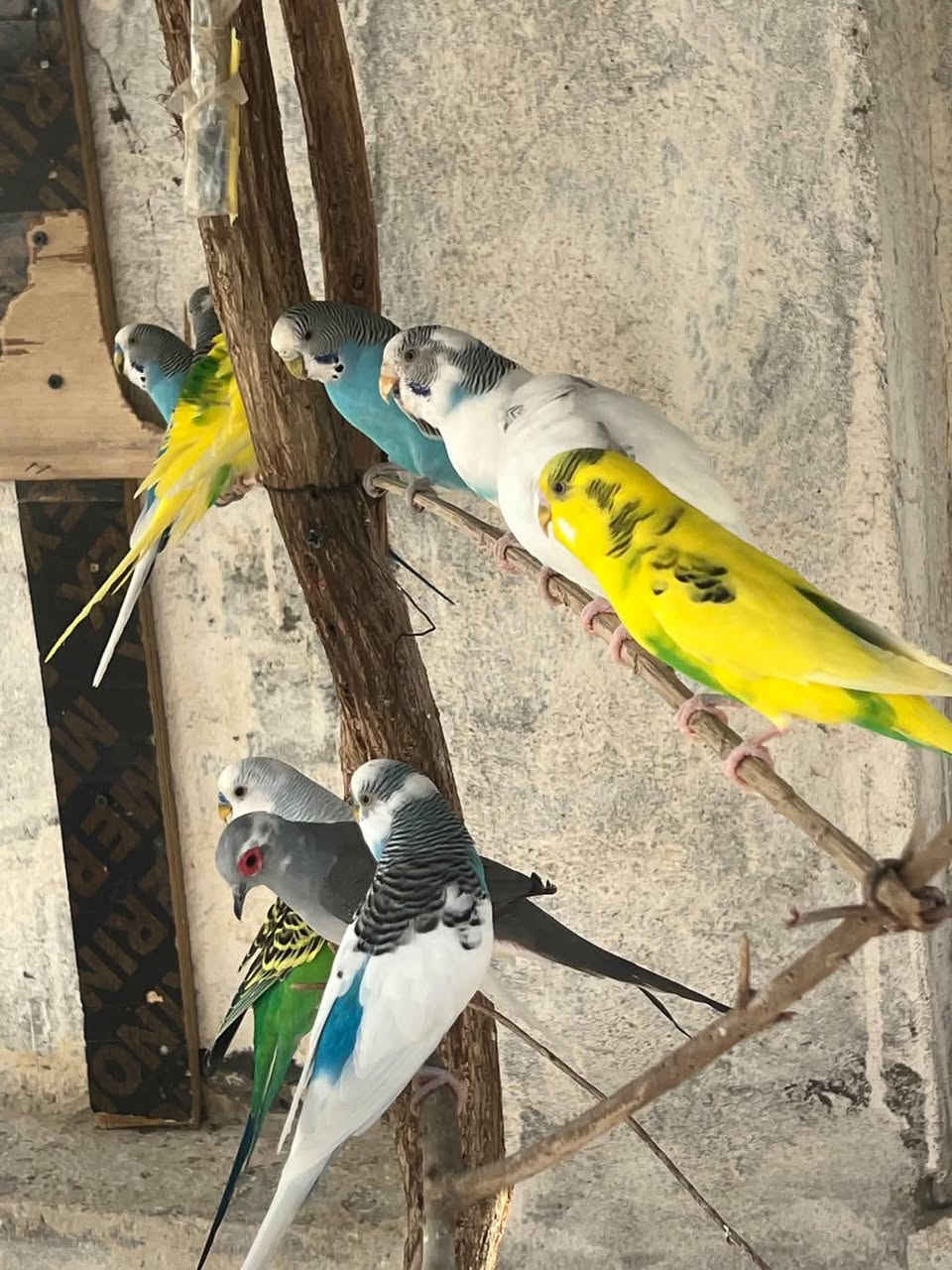 السلام عليكم ذني البلابل مال محميه واكو بعد اخواتهن ام عبد الله احب التصوير اللي يحب يشتري يراسلني خاص


**إذا كنت صاحب هذا الإعلان وتريد حذفه لأي سبب، رجاءا أرسل رسالة إلى الدعم الفني**