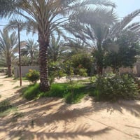 دار زراعي • ٤٥٠م • بلعلكايه