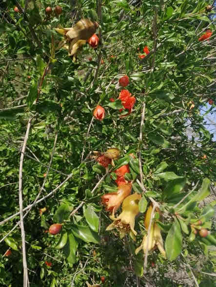 مزرعة للبيع
الموقع بين النجف والمناذرة تبعد عن شارع المناذرة كيلوين متر وتبعد عن نهر الفرات تقريبا 500 متر مساحتها 3 دونم متوفر فيها جميع الخدمات شارع تبليط وشارع خدمي خلف المزرعةماء إسالة كهرباء خطين كوفة ومناذرة طاقة شمسية 16 أمبير 
تحتوي على بيت بناء حديث بمواصفات درجة أولى 400 متر بناء يتكون من 5 غرف بقياس 6*4م وصالتين استقبال بقياس 13.25 * 5م  مخزن خمس مجاميع صحية سيراميك بارتفاع 1.30س سقوف ثانوية ارضية البيت كلها مرمر 
المزرعة تحتوي على

نخيل عدد 110
رمان عدد 40
زيتون عدد 73
تين عدد 82 
حمضيات عدد 41 النوع ليمون وبرتقال ولالنكي ورارنج
مشمش وقوجه عدد 6
تفاح عدد 5
وسوباط عنب فيه ثلاثة أنواع من العنب
سدر مركب عدد 5
سدر عراقي عدد 9
توت شجرة واحدة
أنواع النخيل مجهول عدد 4 برحي عدد 4 بريم عدد 6 مكتوم عدد 8 خلاص عدد 2 دقلة نور عدد 1 نيرسي عدد10 بلكه عدد 4 عجوه عدد 1 شيشي عدد 1 حابسي عدد 1 سلطاني عدد 1 شويثي اصفر عدد 2 خيارة عدد 1
بقية النخيل هو عمراني وخستاوي وخضراوي وشكر وبربن وكم وحده زهدي وكم واحد فحل النخيل تقريبا كله نشو وبعضه فسائل صغيرة ولكن اصغر واحدة عمرها ثلاث سنوات واغلب النخيل حمال كذلك جميع أشجار الفواكه مثمرة
المزرعة فيها بئر وتسقى عن طريق بوري 6انج ممتد على طول المزرعة وهناك بوري ثاني لنظام التنقيط
المزرعة مسيجة سياج BRC وقسم بلوك.
لمعلومات اكثر والسعر التواصل على الرقم 
***********
