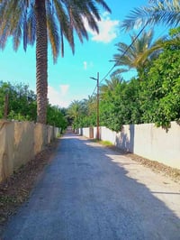 الساده البوحياة • ٢٧٥م • ٢٠٠م عن الشارع