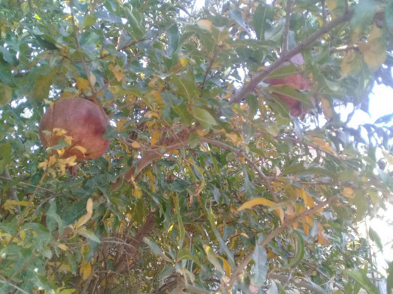 سلام عليكم شباب حقل ستميت متر تجاوز مقابيل ثنويت لبنات مدينت العبيدي بستان ربع ميت متر في كثر من ستين شجره حامله فواكه منوعه شكال شجر ميتين متر حقل لقنام ودواجل في قفاص لدواجل متنوعه وفي قرفتين لقنام خمسه بسته معه مخزن لعلاف ثلاثه في خمسه بناء وصقف جيد ولماء متوفر وسعر عند لمشاهده ***********بي واتساب نواع لفواكه لبي
