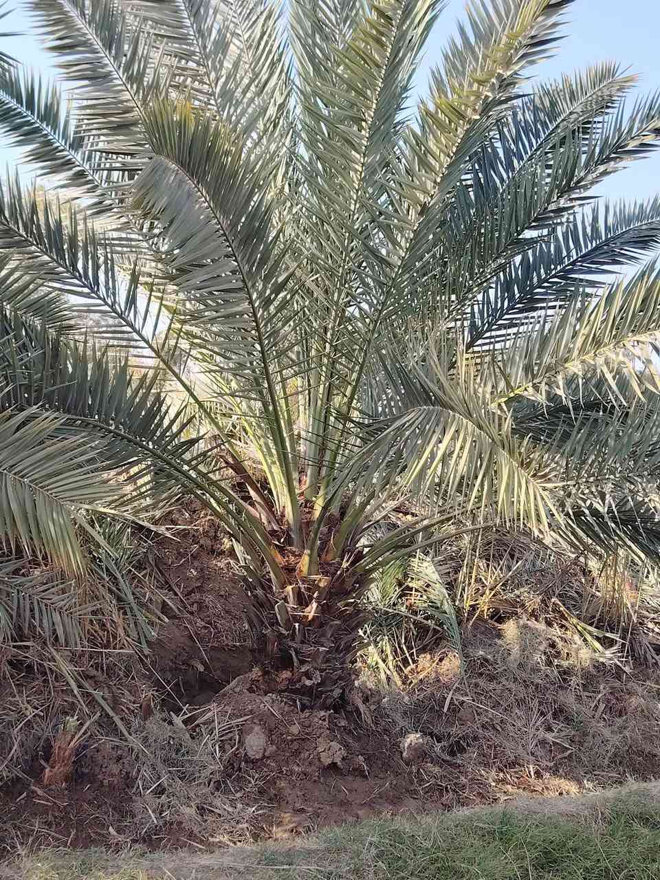 لحك بسعر البلاش 
امتلك أرضك اليوم، وابنِ مستقبل أحلامك غداً. قطع أراضي متميزة في مواقع استراتيجية، استثمار آمن وحياة هادئة تنتظرك!"
مساحه الارض 10دونم  
 وگافة الخدمات فيها ماء+ماء أسالة وكذالك الكهرباء واكيد الشارع تبليط وگذالك الارض محتاطة في الاشجار المثمرة
يوجد فيها اكثر من نوع من النخيل النيرسي والزهدي والخستاوي والبريم

لاستفسار اكثر الاتصال ***********
