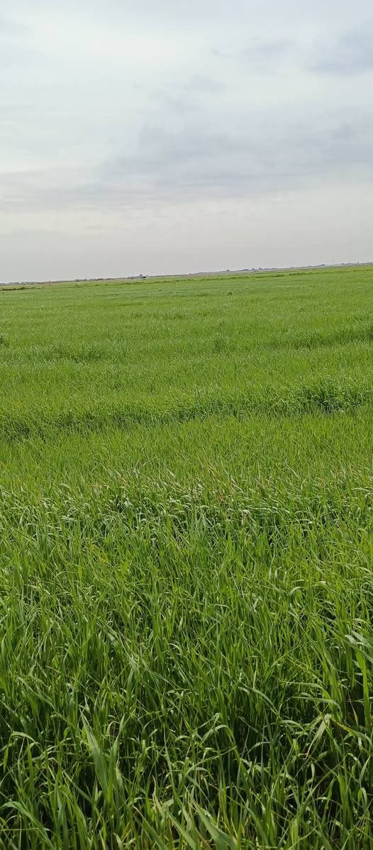 السلام عليكم عندي شروة للبيع 30 دونم للستفسار اتصال
***********
