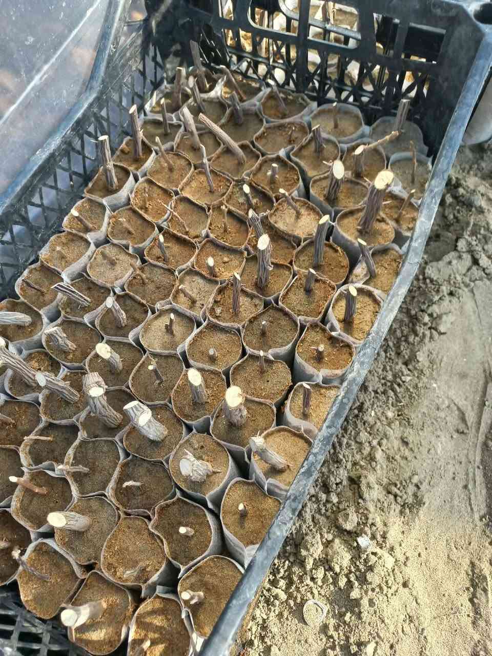 اكياس زراعية صديقة للبيئة قابله للتحلل
لزراعة البذور والاقلام 
حيث لا تحتاج الى التفريد الشتلات فهي راقيه جدا للمشاتل و محبين الزراعة 
بعد اليوم اي بادرات لا تموت ولا تتلف 😍
كل 1000 كيس ب10 الف دينار فقط 
500 كيس ب5 الف دينار فقط 

مهندس احمد
***********

#بذور #زراعة #جيو_فابرك #اكياس_زراعية
