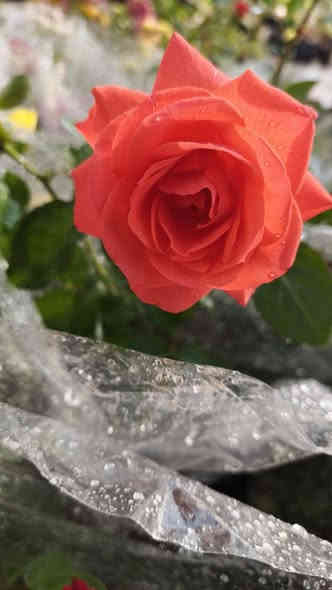 السلام عليكم  ..🌹🌱🌹🌱🌹
اليوم توفرة لدينا تشكيلة جميلة التفاصيل اسفل الصور 
للطلب والاستفسار مراسلة الصفحه او واتساب او اتصال 
***********
***********
الناصريه ..قلعة سكر . الحي العسكري
