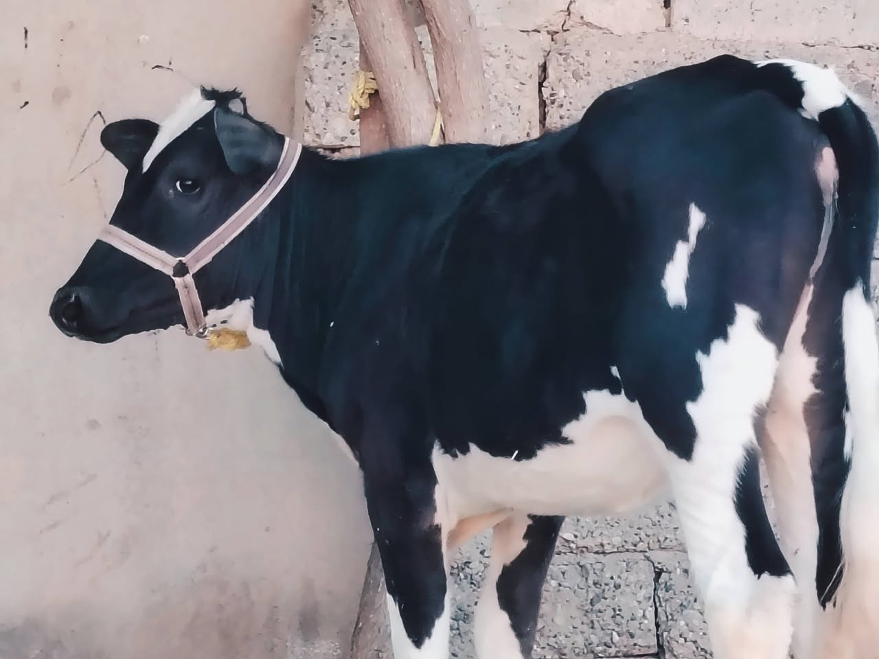 بسم الله ماشاء الله
بچر كاملة على باب صراف 

فريزي الاصلي ام الصرة 

بچر خشنة فول رقم واحد 

بچر درجى اولى  مال جنيه   

شرط اچل وشرب ونصاحة فول 

المكان  صلاح  الدين الشرقاط الخضرانيه

***********
***********
