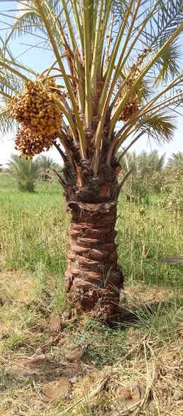 تتوفر امايات قلع بطينته
ارتفاع من متر واكبر عنوان واسط الصويره 
***********
***********
