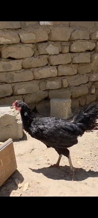 دجاجه عربيه • بياضه • الشافي