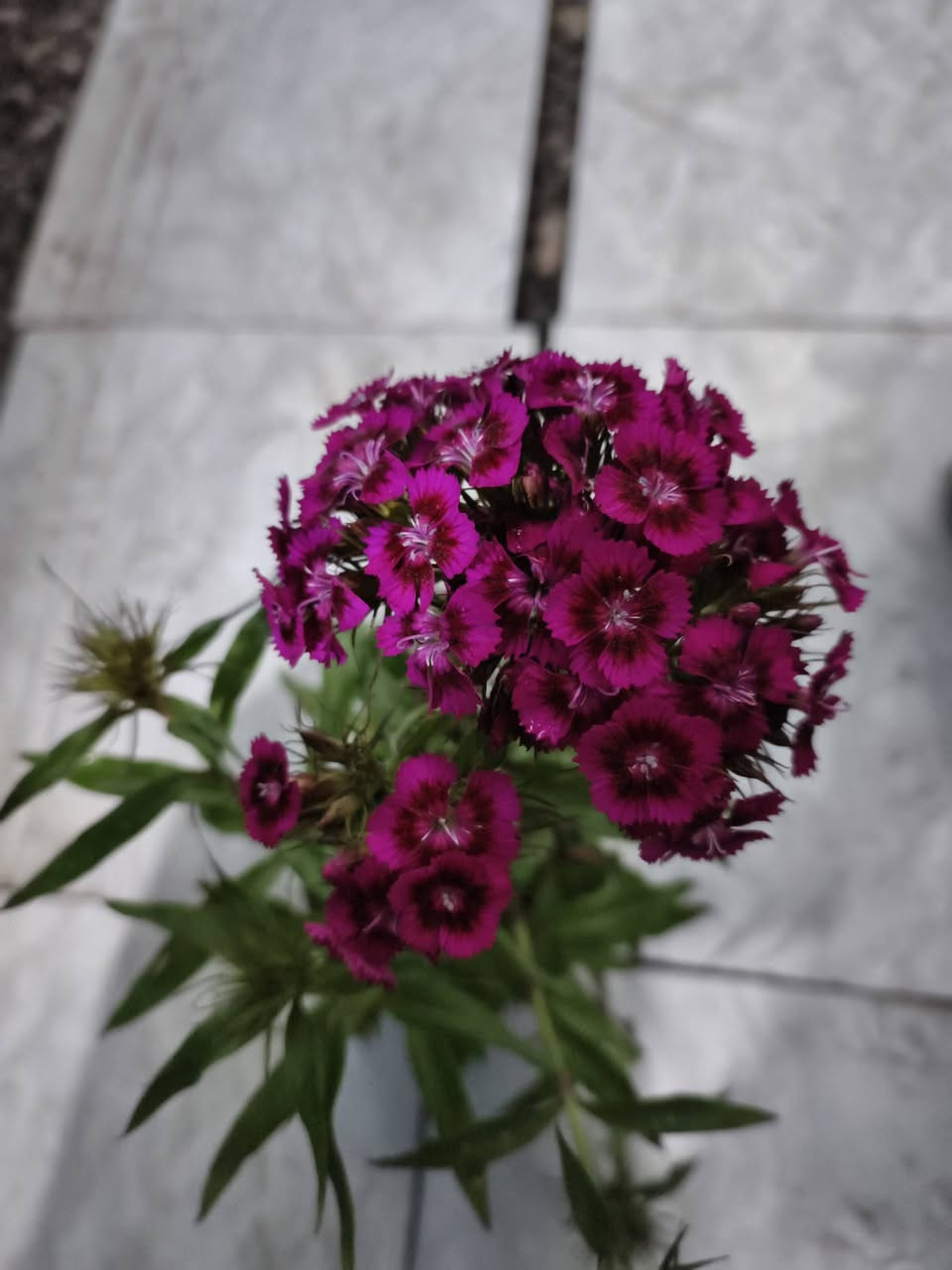 السلام عليكم زبائنه الكرام وصول وجبه من الورد وبعض النبتات✨ الضليه🌷🪴🌲🎄🌿☘️🌵🎍🌳🌴
الورد 1000 
اللبلاب 7000
السجاد 1500
مطاط صغير 5000
عصه موسى صغير 1500
عصى موسى كبير 3000
بيبي روز 2500
عصاري 5000
سبرسج ناعم طولها متر او نص 20000


**إذا كنت صاحب هذا الإعلان وتريد حذفه لأي سبب، رجاءا أرسل رسالة إلى الدعم الفني**