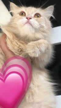 بغداد • قطة أنثى • عمر سنة