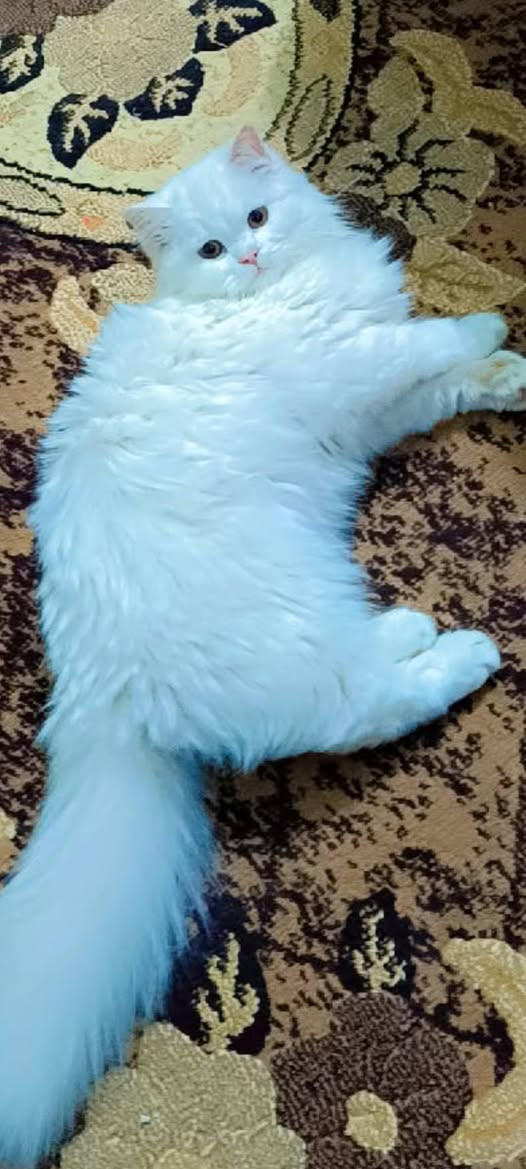 السلام عليكم قطه للبيع السعر25 الف القطه حلوه ونظيفه ومرتبه وعمرها ما يتجاوز سبعه اشهر  اوكلشي تاكل ايشيه للاستفسار او العنوان ناصريه حي الشموخ اي استفسار اتصال على رقم الموجود فقط اتصال مكلف بالنشر***********
