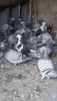 السلام عليكم زواجل درجة اولى العدد 20تك رقم ***********اتصل وتدلل
