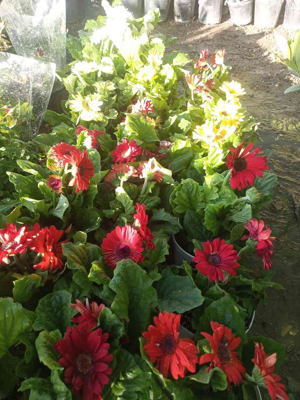 ننتظركم غدآ في مشتل الظلال  بعروض خاصه وحصريه لمتابعينا وزبائن مشتل الظلال جمله ومفرد بأسعار مناسبة جدآ
برتقال ابو صره
ليمون 
يوسفي اجنبي
سندي 
تكي هندي وكندي
فواكه مشمش كوجه تفاح عرموط زعرور نبك تفاحي تين عبيد السعودي الاصلي تين عقره خوخ كعب الغزال كرز وجميع انواع اشجار الفاكه والزينه والورود تجدونها في مشتل الظلال للاستفسار ***********
العنوان الحود الشارع العام مقابيل الحود مول قرب مفرق الزاوية 
ملاحظة جميع الاشجار مضمونه الصنف والنوع
