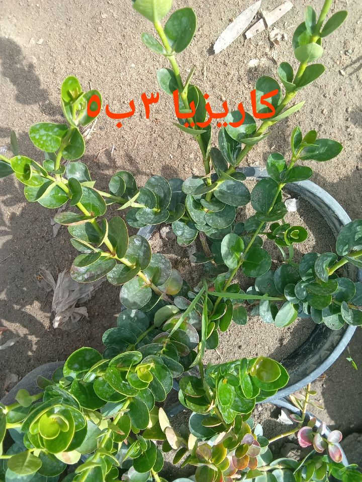 للطلب*********** واتساب 
التوصيل داخل بغداد فقط
