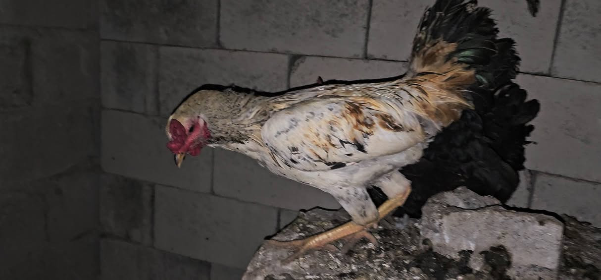 ئەوسی مریشک و کەڵەشێرە بۆ ڤرۆشتن 
دووڕەشەکە خۆماڵین 
سورەکەش ئێرانیە
کەڵەبابەکەش خۆماڵیە
ساخ و تەندروستن 
هی ماڵ خۆمن


**إذا كنت صاحب هذا الإعلان وتريد حذفه لأي سبب، رجاءا أرسل رسالة إلى الدعم الفني**