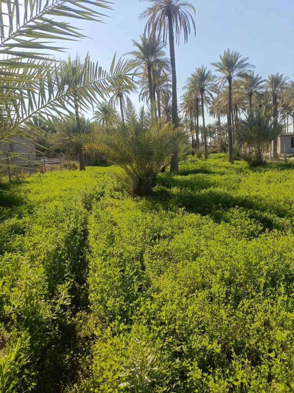 السلام عليكم
#دونمين ونص 
#طابو زراعي سند 25 تحويل مباشر 
#وجه 50 
#خدمات كامله 
#موقع كربلاء منطقه ابو سمند قرب مزار سيد محمد
#استفسار 
***********
***********
